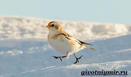 пуночка птах