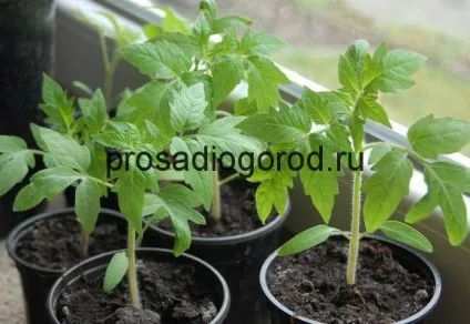 Розсада на підвіконні вирощування помідорів (томатів) з насіння, фото і відео (вирощування) Розсада на підвіконні вирощування помідорів (томатів) з насіння, фото і відео