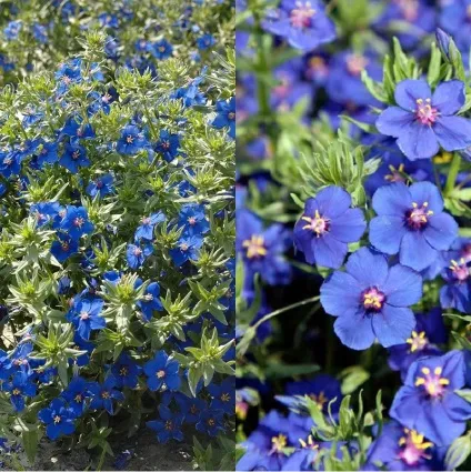 Рослина анагалліс або очний світло і його фото сорти і види, вирощування і догляд (очний) Рослина анагалліс або очний світло і його фото сорти і види, вирощування і догляд