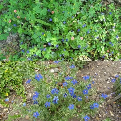 Рослина анагалліс або очний світло і його фото сорти і види, вирощування і догляд