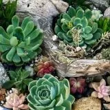 Рутар в ландшафтному дизайні коріння і корчі на дачі в саду (25 фото) (корчі) Рутар в ландшафтному дизайні коріння і корчі на дачі в саду (25 фото)