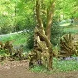 Рутар в ландшафтному дизайні коріння і корчі на дачі в саду (25 фото) (коріння) Рутар в ландшафтному дизайні коріння і корчі на дачі в саду (25 фото)