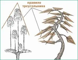 Садовий бонсай, майстер клас