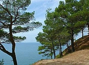 Гай піцундської сосни адреса, історія, опис