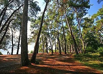 Гай піцундської сосни адреса, історія, опис