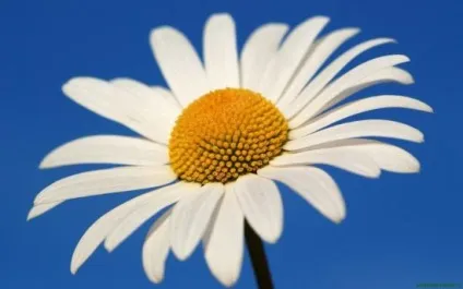 Ромашка жовта багаторічна, опис, посадка і вирощування (жовта) Ромашка жовта багаторічна, опис, посадка і вирощування