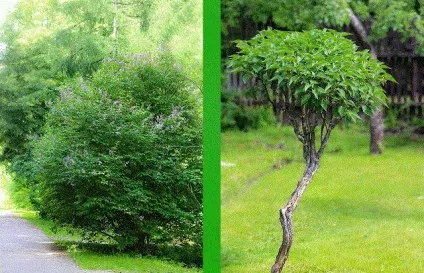 Садовий бонсай, майстер клас