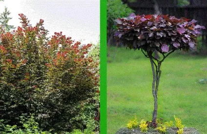 Садовий бонсай, майстер клас