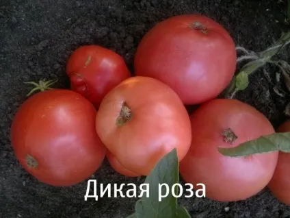 Рожеві томати популярні сорти