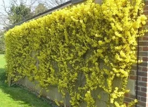 Самостійне розмноження форзиції живцями інструкція (живцями) Самостійне розмноження форзиції живцями інструкція