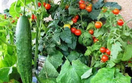З чого почати город на підвіконні - поради для початківців, город на вікні (город) З чого почати город на підвіконні - поради для початківців, город на вікні