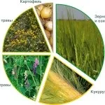 Сівозміну картоплі на дачній ділянці - 2 базові методики (сівозміна) Сівозміну картоплі на дачній ділянці - 2 базові методики