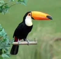 Сімейство Туканова (ramphastidae), опис, поширення, розмноження, харчування - birds breed (сімейство Туканова (ramphastidae)) Сімейство Туканова (ramphastidae), опис, поширення, розмноження, харчування - birds breed