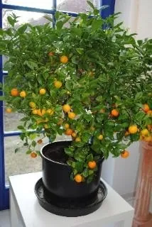 Секрети догляду за мандариновий деревом (новий рік) Секрети догляду за мандариновий деревом