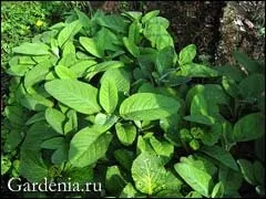 Шавлія лікарський в квітнику (шавлія) Шавлія лікарський в квітнику