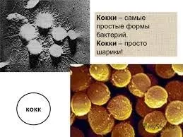 Кулясті бактерії відносяться до морфотипу коки, можуть формувати грона (відносяться) Кулясті бактерії відносяться до морфотипу коки, можуть формувати грона