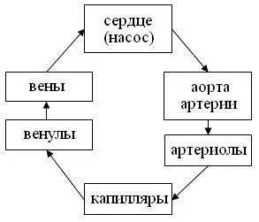 Серце як насос