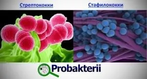 Кулясті бактерії відносяться до морфотипу коки, можуть формувати грона (коки) Кулясті бактерії відносяться до морфотипу коки, можуть формувати грона