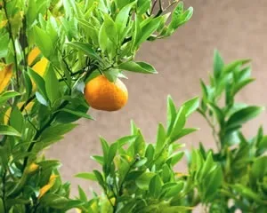 Секрети догляду за мандариновий деревом (різдво) Секрети догляду за мандариновий деревом