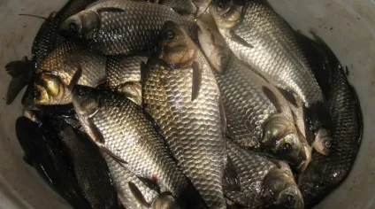 секрет Халимона