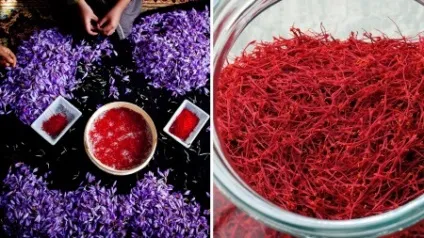 Шафран корисні властивості і шкода, вплив на організм і застосування