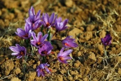 Шафран корисні властивості і шкода, вплив на організм і застосування