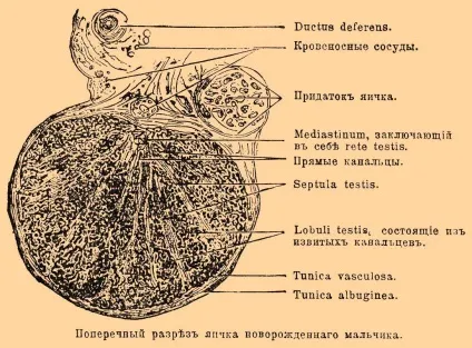 Насінні залози - це