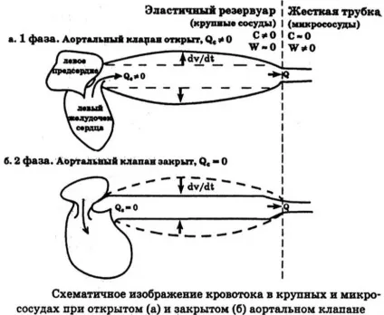 Серце як насос