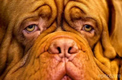 Шоу крафт - найбільша виставка собак в світі (світі) Шоу крафт - найбільша виставка собак в світі