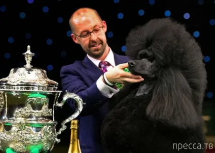 Шоу крафт - найбільша виставка собак в світі (собак) Шоу крафт - найбільша виставка собак в світі