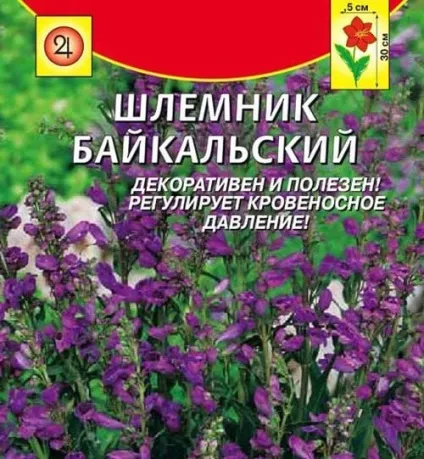 Шоломниця вирощування, розмноження, зимівля, використання в лікувальних цілях (розмноження) Шоломниця вирощування, розмноження, зимівля, використання в лікувальних цілях