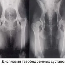Симптоми і лікування промежностной грижи у собак, статті (лікування) Симптоми і лікування промежностной грижи у собак, статті