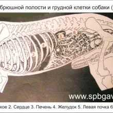 Симптоми і лікування промежностной грижи у собак, статті (необхідні первинного прийому) Симптоми і лікування промежностной грижи у собак, статті
