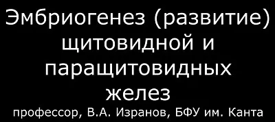 Синтопия щитовидної залози (нерви щитовидної залози) Синтопия щитовидної залози