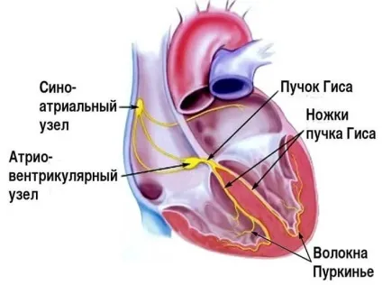 синусова тахиаритмия