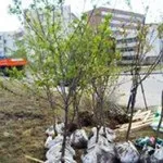 Скільки грам добрива в столовій ложці або таблиця заходів - дачні (скільки добрива в столовій ложці) Скільки грам добрива в столовій ложці або таблиця заходів - дачні