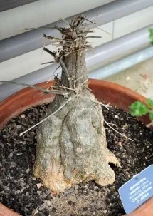 З каудекс