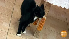 З котами ... можна! Доброго ранку (можна) З котами ... можна! Доброго ранку