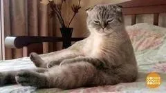 З котами ... можна! Доброго ранку (добрий ранок) З котами ... можна! Доброго ранку