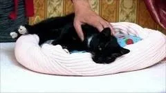З котами ... можна! Доброго ранку (можна) З котами ... можна! Доброго ранку