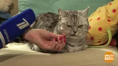 З котами ... можна! Доброго ранку (повітряний транспорт) З котами ... можна! Доброго ранку