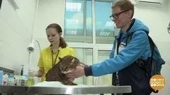 З котами ... можна! Доброго ранку (залізничний транспорт) З котами ... можна! Доброго ранку