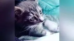 З котами ... можна! Доброго ранку (можна) З котами ... можна! Доброго ранку