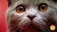 З котами ... можна! Доброго ранку (повітряний транспорт) З котами ... можна! Доброго ранку