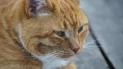 З котами ... можна! Доброго ранку (можна) З котами ... можна! Доброго ранку