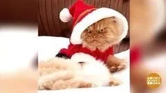 З котами ... можна! Доброго ранку (повітряний транспорт) З котами ... можна! Доброго ранку