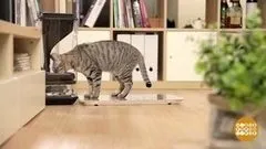 З котами ... можна! Доброго ранку (можна) З котами ... можна! Доброго ранку