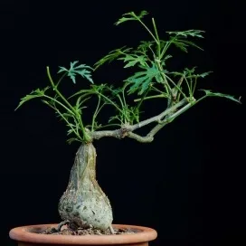 З каудекс