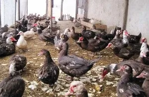 Зміст мускусних качок, породи і розведення (мускусних) Зміст мускусних качок, породи і розведення