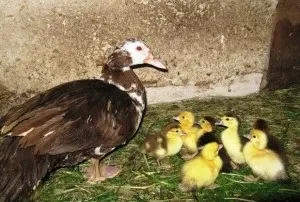 Зміст мускусних качок, породи і розведення (мускусна качка розведення Індоутка) Зміст мускусних качок, породи і розведення